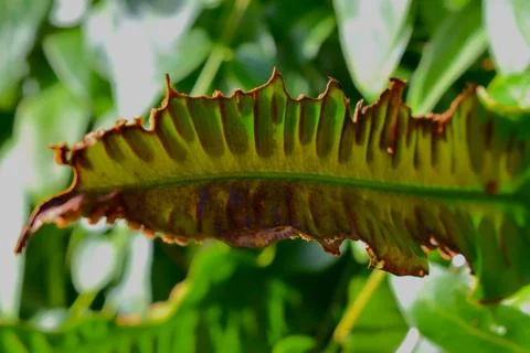 Brown leaf pattern of a fern that has nearly withstood winter Stock Photos