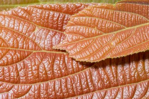 Brown leaf patterned background Stock Photos