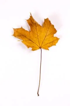 Brown leaf Stock Photos