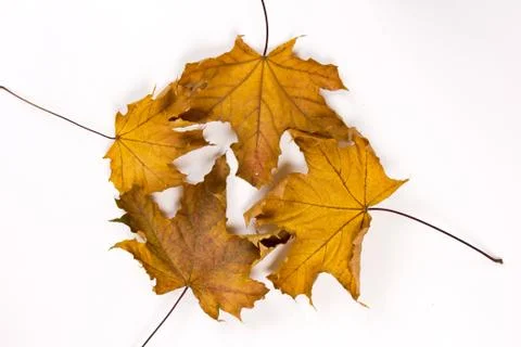 Brown leaf Stock Photos