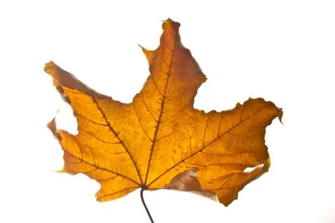 Brown leaf Stock Photos