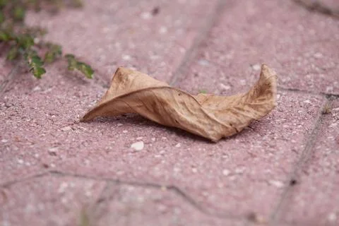 Brown leaf Stock Photos