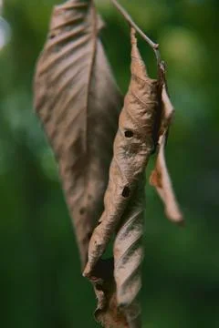 Brown Leaf Stock Photos