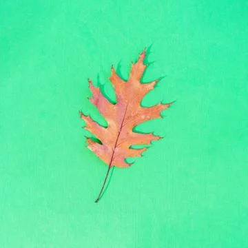 A brown leaf placed on a colored background 스톡 사진
