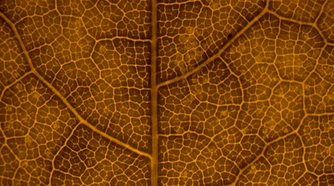 Brown leaf of the plant. Macro. Dolly shot Stock Footage 61555235