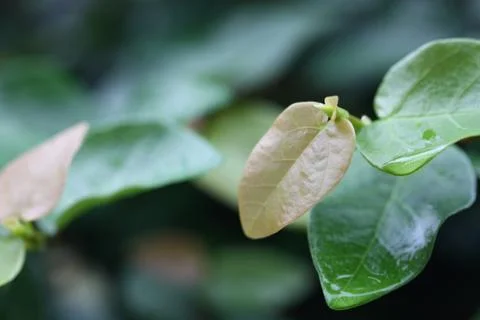 Brown leaf of the plant Stock Photos