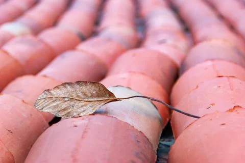 Brown leaf on the roof tile pattern. Stock Photos