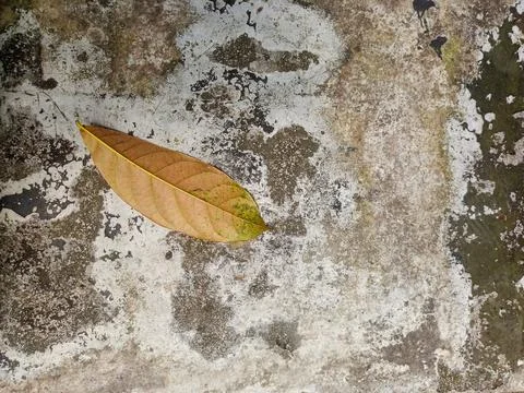 Brown Leaf on rough floor Stock Photos