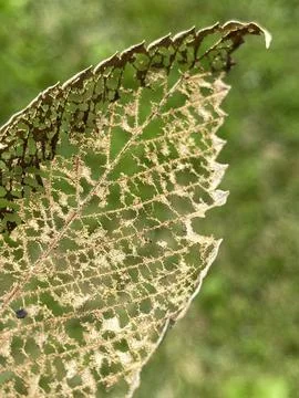 Brown Leaf Skeleton Up Close 스톡 사진
