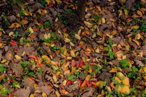 Brown leaf texture and background. Dry leaves background texture 스톡 사진