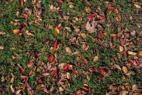 Brown leaf texture and background. Dry leaves background texture Stock Photos