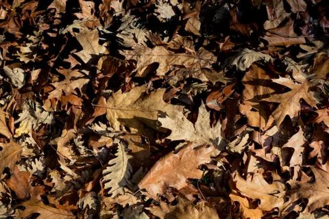 Brown leaf texture and background. Dry leaves background texture Stock Photos