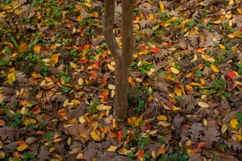 Brown leaf texture and background. Dry leaves background texture 스톡 사진