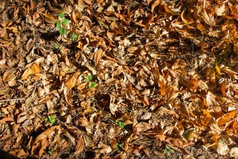 Brown leaf texture and background. Dry leaves background texture Stock Photos