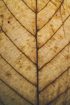 Brown leaf texture and background. Macro view of dry leaf. Stock Photos