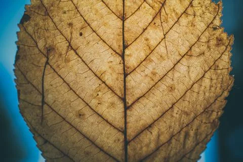Brown leaf texture and background. Macro view of dry leaf. Фото