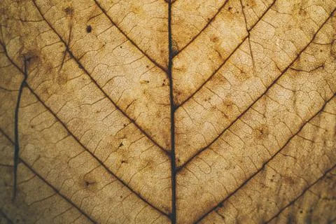 Brown leaf texture and background. Macro view of dry leaf. Stock Photos