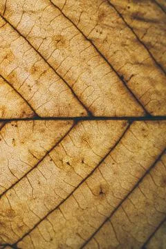 Brown leaf texture and background. Macro view of dry leaf. Фото
