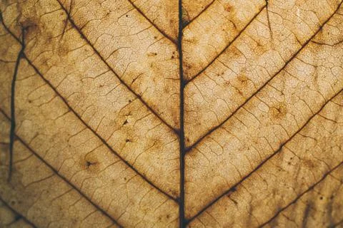 Brown leaf texture and background. Macro view of dry leaf. Фото