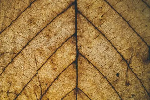 Brown leaf texture and background. Macro view of dry leaf. Фото