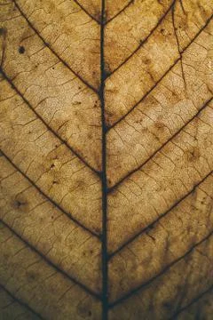Brown leaf texture and background. Macro view of dry leaf. Фото