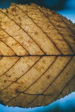 Brown leaf texture and background. Macro view of dry leaf. Stock Photos