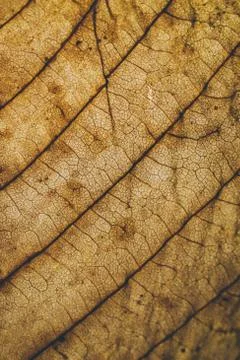 Brown leaf texture and background. Macro view of dry leaf. Фото