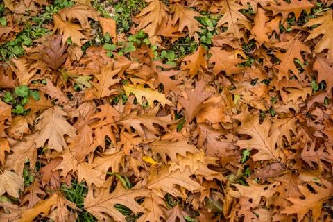 Brown leaf texture and background. Dry leaves background texture Stock Photos