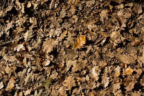 Brown leaf texture and background. Dry leaves background texture Stock Photos