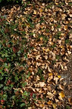 Brown leaf texture and background. Dry leaves background texture Stock Photos