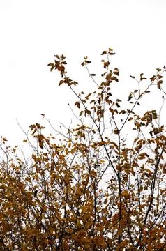 Brown leaf tree branches white background Stock-Fotos
