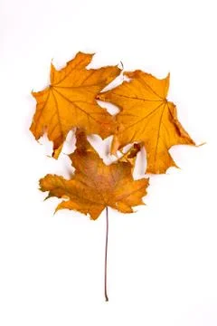 Brown leaf tree Stock Photos