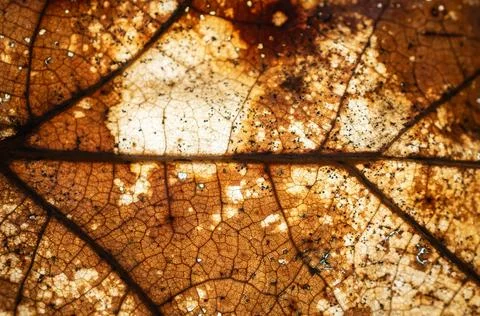 Brown leaf with visible texture Foto stock