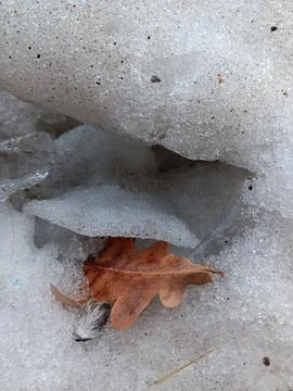 Brown leaf on winter snow Foto stock