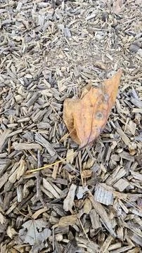 Brown leaf in woodchips Stock Photos