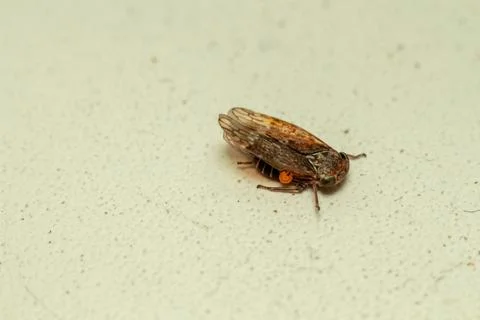 Brown leafhopper insect sitting on a plain light colored surface background Stock Photos