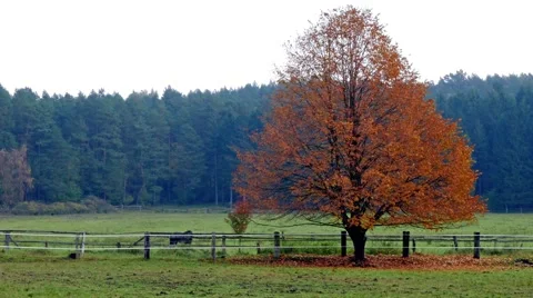 Brown leafy autumn tree Vídeo Stock 56749481