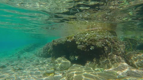 Brown Leafy Rolled-blade alga (Padina boergesenii) covers a rocky reef in Vidéo 313805200