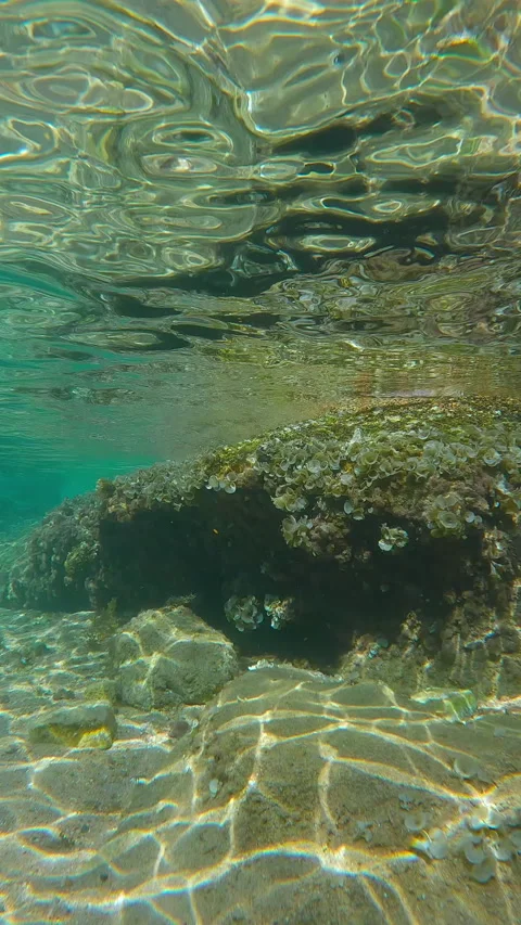 Brown Leafy Rolled-blade alga (Padina boergesenii) covers rocky reef in coastal Stock Footage 343158259