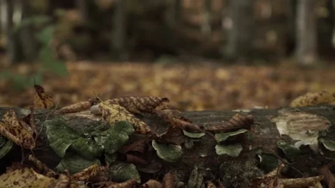 Brown Leaves and Mushrooms On Wood Stock Footage