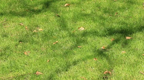 Brown leaves and tree shadows on the grass Stock Footage 37631296