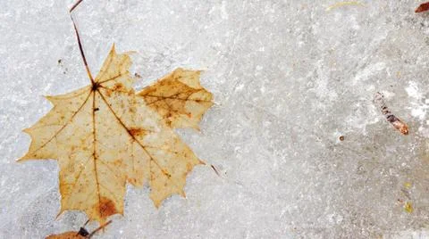 Brown Leaves autumn leave in under the winter ice seasons. Stock Photos