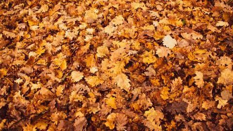 Brown Leaves Background Stock Photos