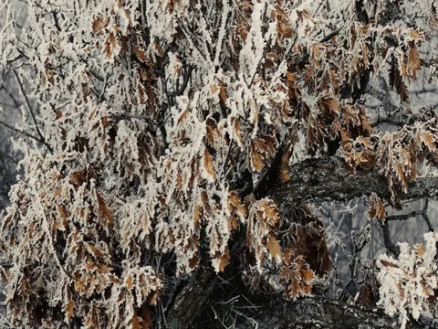 Brown Leaves Covered in Snow 스톡 동영상 73545224