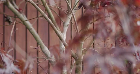 Brown leaves fall in slow motion from the tree in autumn. Modern Terrasse. Stock Footage 231163406