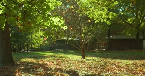 Brown leaves falling on the ground in the fall at Central Park New York Stock Footage 219565944