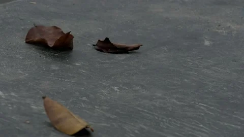 Brown leaves, falling from the tree, on the concrete surface of Kuin riverside Stock Footage 132531172