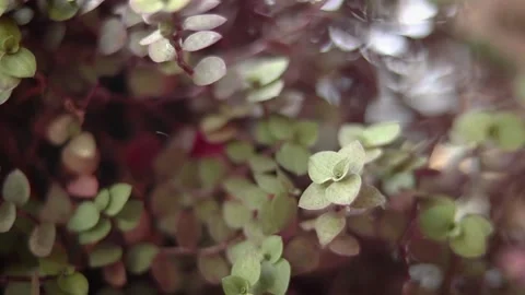Brown leaves in the garden Stock Footage 157032245