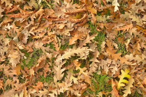 Brown leaves on grass during fall Foto stock
