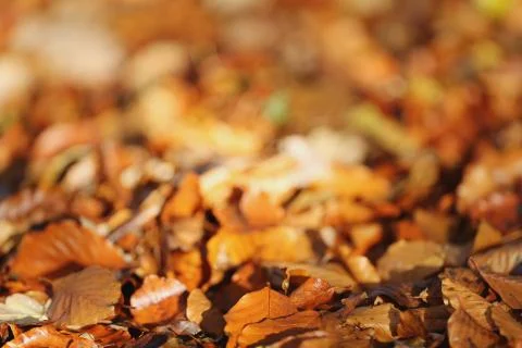 Brown leaves on ground Stock Photos